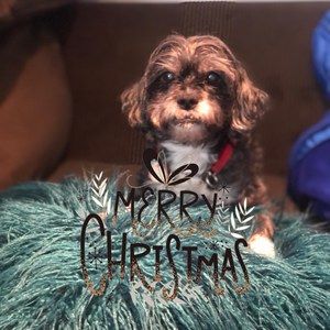 Meet your Posher, Mojgan